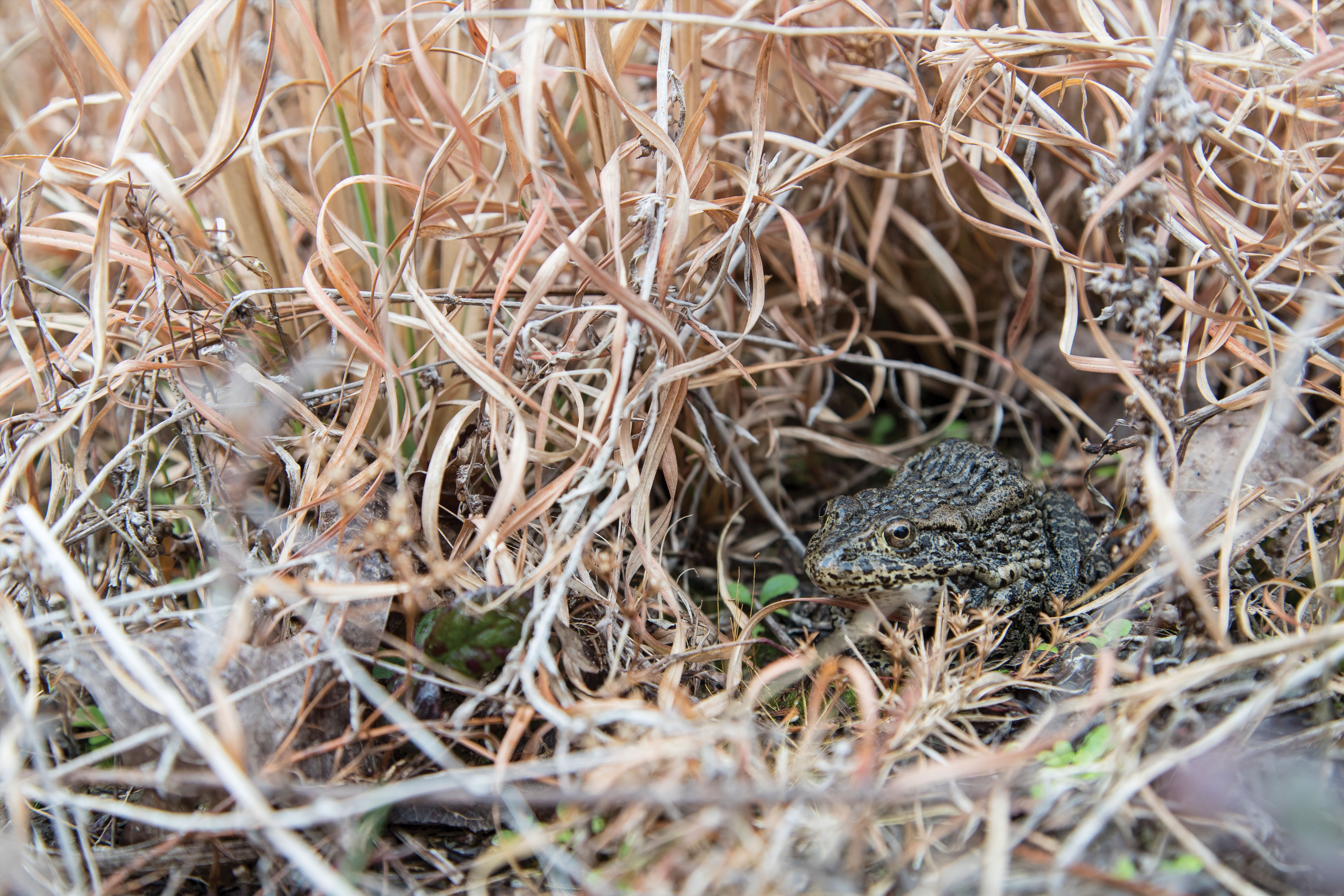 Gopher Frogs